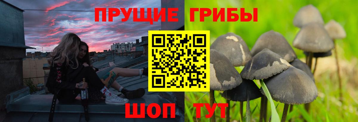 Советская Гавань  Галлюциногенные грибы Psilocybine cubensis  Вход с VPN 